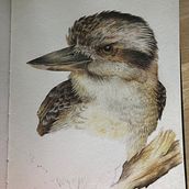 Kookaburra study in progress. Traditional illustration project by craftyvamp - 08.16.2021