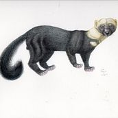Mi Proyecto del curso: Ilustración científica de viejo de monte (Eira barbara). Traditional illustration, Watercolor Painting, Realistic Drawing, and Naturalistic Illustration project by Alejandra Reyna Contreras - 08.10.2021