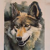 Mi Proyecto del curso: Retratos expresivos de animales en acuarela. Traditional illustration, Watercolor Painting, Realistic Drawing, and Naturalistic Illustration project by angelpirineo - 08.17.2021