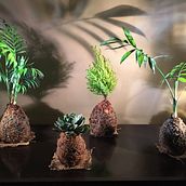 Mi Proyecto del curso: Kokedamas: crea macetas naturales de musgo Ein Projekt aus dem Bereich H, werk, Innendesign, L, schaftsbau, Dekoration von Innenräumen, DIY und Blumen- und Pflanzendesign von Erika Leal de la Fuente - 17.08.2021