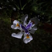 Flor en movimiento. Photograph project by Teresa Bortoli - 07.16.2021