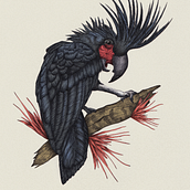 Probosciger aterrimus. Traditional illustration, Drawing, Realistic Drawing, and Naturalistic Illustration project by Ekaterina Gladkova - 08.18.2021