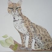 Mi Proyecto del curso: Ilustración científica de animales en acuarela. Un progetto di Illustrazione tradizionale, Pittura ad acquerello, Disegno realistico e Illustrazione naturalistica di Valeria Vázquez M - 16.08.2021