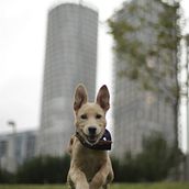 Mi Proyecto del curso: Fotografía lifestyle de perros. Un progetto di Fotografia, Fotografia di ritratto, Fotografia per Instagram, Fotografia documentaria, Fotografia lifest e le di Leonardo Israel Castillo Cruz - 22.08.2021