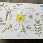 Mein Kursprojekt: Botanisches Aquarell: illustriere die Anatomie der Blumen. Traditional illustration, Fine Arts, Painting, Drawing, Watercolor Painting, and Botanical Illustration project by Barbara - 08.22.2021