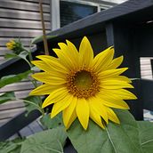 A bright and sunny flower!. Projekt z dziedziny Fotografia użytkownika Alfredo Garcia - 22.08.2021