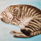 My project in Expressive Animal Portraits in Watercolor course. Un progetto di Illustrazione tradizionale, Pittura ad acquerello, Disegno realistico e Illustrazione naturalistica di Frances Walker - 23.08.2021