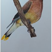 Bombycilla cedrorum. Traditional illustration project by Jesús Guadalupe González Gallegos - 08.23.2021