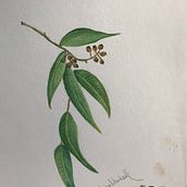 Mi Proyecto del curso: Ilustración botánica con acuarela. Un projet de Illustration traditionnelle, Beaux Arts, Peinture, Dessin, Aquarelle et Illustration botanique de Cusy Newball - 23.08.2021