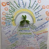 Plant medicine. Education project by Rachel Besserman - 08.24.2021
