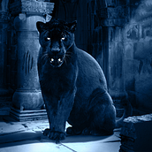 Black Tiger. Un projet de Photographie, Postproduction photographique, Retouche photographique, Photographie artistique, Composition photographique, Photomontage , et VFX de Majid Alaa Eldeen - 25.08.2021