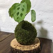 Mi Proyecto del curso: Kokedamas: crea macetas naturales de musgos. Elegí el nombre Shizen que significa "naturaleza en japonés". Arts, Crafts, Interior Design, L, scape Architecture, Decoration, DIY, Floral, and Plant Design project by JOHANA ABERASTEGUY - 08.26.2021