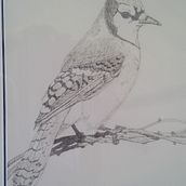 Pen and ink drawings of blue jay and wood pecker. Traditional illustration project by Linda Perron - 08.27.2021