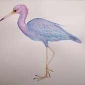 Mi Proyecto del curso: Ilustración naturalista de aves con acuarela. Un projet de Illustration traditionnelle, Aquarelle, Dessin réaliste et Illustration naturaliste de Nuria Ogalla - 28.08.2021