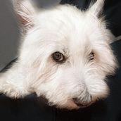 Mi Proyecto del curso: Fotografía lifestyle de perros . % noemi_reoyo tarafından hazırlanan Fotoğrafçılık, Portre Fotoğrafçılığı, Instagram Fotoğrafçılığı, Belgesel Fotoğrafçılık, Ve Yaşam Tarzı Fotoğrafçılığı projesi - 08.29.2021