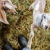 Cabrito sin Madre. Writing project by Pedro Zagitt - 08.29.2021
