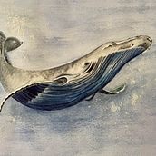 Ballena en Acuarela. Traditional illustration project by Pilar Blasco Martínez - 08.30.2021