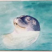 Foca en Acuarela. Traditional illustration project by Pilar Blasco Martínez - 08.15.2021