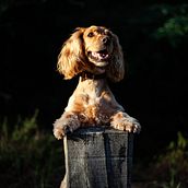 Mon projet du cours : Introduction à la photographie de chiens. Photograph, Portrait Photograph, Studio Photograph, Documentar, Photograph, Lifest, le Photograph & Interior Photograph project by Amandine Cavadore - 08.31.2021