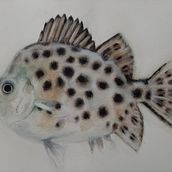 Mon projet du cours : Illustration d'univers marins à l'aquarelle. Un progetto di Illustrazione tradizionale, Pittura, Pittura ad acquerello e Illustrazione naturalistica di monik_b - 31.08.2021