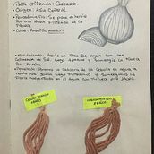 Mi Proyecto del curso: Teñido textil con pigmentos naturales. Arts, Crafts, Fashion Design, DIY, Textile D, and eing project by shelein garcia - 09.03.2021