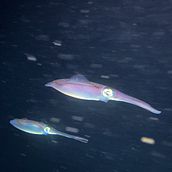 CAZADORES DE REDES FANTASMA. Video project by Luis Fernando Barrios - 09.04.2021