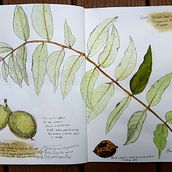 My project in Botanical Watercolor Sketchbook course. Traditional illustration, Watercolor Painting, Botanical Illustration, and Sketchbook project by Nancy Einfeld - 09.04.2021