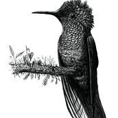 Mi Proyecto del curso: Ilustración naturalista con scratchboard. Un proyecto de Ilustración tradicional, Dibujo e Ilustración naturalista				 de Mario Barrera Guerrero - 05.09.2021