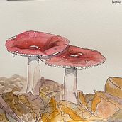 Selected Botanical Sketches. Traditional illustration, Sketching, Drawing, Watercolor Painting, Botanical Illustration, and Sketchbook project by tessa t - 09.06.2021