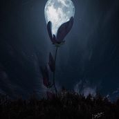 FLOR DE LUNA. Traditional illustration, and Photograph project by javiergraullera - 09.03.2021