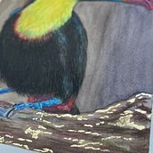 Meu projeto do curso: Técnicas expressivas de aquarela para ilustração de pássaros . Ilustrasi tradisional, Lukisan Cat Air, Gambar Realistis & Ilustrasi Naturalistik proyek oleh Helyne Mendes Evaristo - 09.07.2021