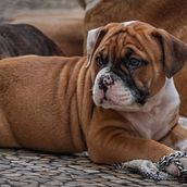 Mi Proyecto del curso: Fotografía lifestyle de perros. Un projet de Photographie, Photographie de portrait, Photographie pour Instagram, Photographie documentaire, Photographie lifest , et le de charlie_photo26 - 07.09.2021
