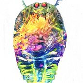 Aquatic life. Un proyecto de Ilustración tradicional, Dibujo, Dibujo a lápiz e Ilustración naturalista				 de Silvia Roukens - 08.09.2021