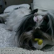 Mi Proyecto del curso: Fotografía lifestyle de perros. Fotografia, Fotografia de retrato, Fotografia para Instagram, Fotografia documental, Fotografia Lifest, e le projeto de Jack Enrique Hernandez Perez - 08.09.2021