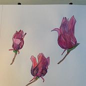 Mi Proyecto del curso: Sketchbook botánico: una aproximación meditativa. Projekt z dziedziny Trad, c, jna ilustracja, Sketching,  R, sunek, Malowanie akwarelą, R, sunek botaniczn i Sketchbook użytkownika enriquechernandez71 - 09.09.2021