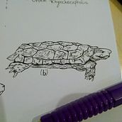 Desenhos científicos. Traditional illustration project by Giovana Rodrigues dos Santos - 07.22.2021