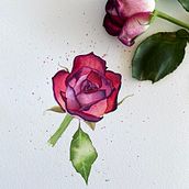 Mon projet du cours : Aquarelle botanique : illustrez l’anatomie des fleurs. Ilustração tradicional, Artes plásticas, Pintura, Desenho, Pintura em aquarela e Ilustração botânica projeto de sophie_bauer0711 - 10.09.2021