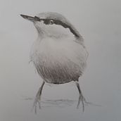 My project in Artistic Watercolor Techniques for Illustrating Birds course . % Marie Edwards tarafından hazırlanan Geleneksel illüstrasyon, Suluboya Resim, Gerçekçi Çizim, Ve Doğalcı İllüstrasyon projesi - 09.11.2021