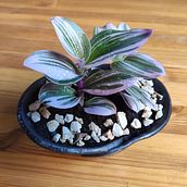 Il mio progetto del corso: Design di vasi in ceramica. Un proyecto de Artesanía, Bellas Artes y Cerámica de Francesca Manuele - 01.03.2021