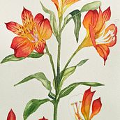 My project in Botanical Watercolor: Illustrate the Anatomy of Flowers course. Traditional illustration, Fine Arts, Painting, Drawing, Watercolor Painting, and Botanical Illustration project by Raha Khrais - 09.11.2021