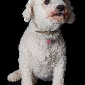 Mi Proyecto del curso: Introducción a la fotografía de perros Ein Projekt aus dem Bereich Fotografie, Porträtfotografie, Studiofotografie, Dokumentarfotografie, Lifest, le-Fotografie und Interieurfotografie von Francisco de Borja Torres Sánchez - 11.09.2021