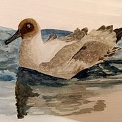 My project in Artistic Watercolor Techniques for Illustrating Birds course. Traditional illustration, Watercolor Painting, Realistic Drawing, and Naturalistic Illustration project by Maggie Dawson - 08.31.2021
