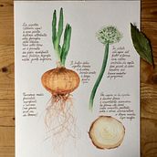 Allium Cepa (Cipolla). Un progetto di Illustrazione botanica e Pittura ad acquerello di Katia Fornaroli - 13.09.2021