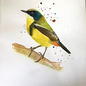 Mi Proyecto del curso: Acuarela artística para ilustración de aves. Un progetto di Illustrazione tradizionale, Pittura ad acquerello, Disegno realistico e Illustrazione naturalistica di tolozaromy - 11.09.2021