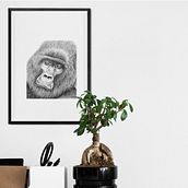 Gorrila Sketch - Personal work. Pencil Drawing, and Botanical Illustration project by Tracey Preston - 09.14.2021