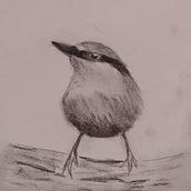 My project in Artistic Watercolor Techniques for Illustrating Birds course. Un proyecto de Ilustración tradicional, Pintura a la acuarela, Dibujo realista e Ilustración naturalista				 de Julie Roberts-Thomas - 14.09.2021
