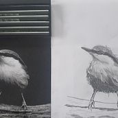 My project in Artistic Watercolor Techniques for Illustrating Birds course. Traditional illustration, Watercolor Painting, Realistic Drawing, and Naturalistic Illustration project by Michelle MacFadyen - 09.15.2021
