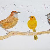 My projects for the "Artistic Watercolor Techniques for Illustrating Birds" course. Traditional illustration, Watercolor Painting, Realistic Drawing, and Naturalistic Illustration project by Erika Piffer - 09.15.2021