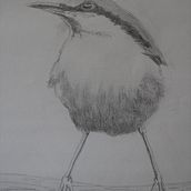 My project in Artistic Watercolor Techniques for Illustrating Birds course. Traditional illustration, Watercolor Painting, Realistic Drawing, and Naturalistic Illustration project by cindykuden - 09.10.2021