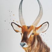 My project in Expressive Animal Portraits in Watercolor course. Projekt z dziedziny Trad, c, jna ilustracja, Malowanie akwarelą, R, sunek realist, czn, Ilustracja naturalist i czna użytkownika Alysa Vincent - 21.09.2021